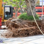 Tree Moving At City Hall Parking Lot Bermuda, June 11 2016-6