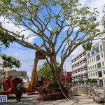 Tree Moving At City Hall Parking Lot Bermuda, June 11 2016-7