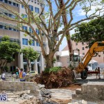 Tree Moving At City Hall Parking Lot Bermuda, June 11 2016-9
