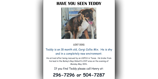 lost dog teddy