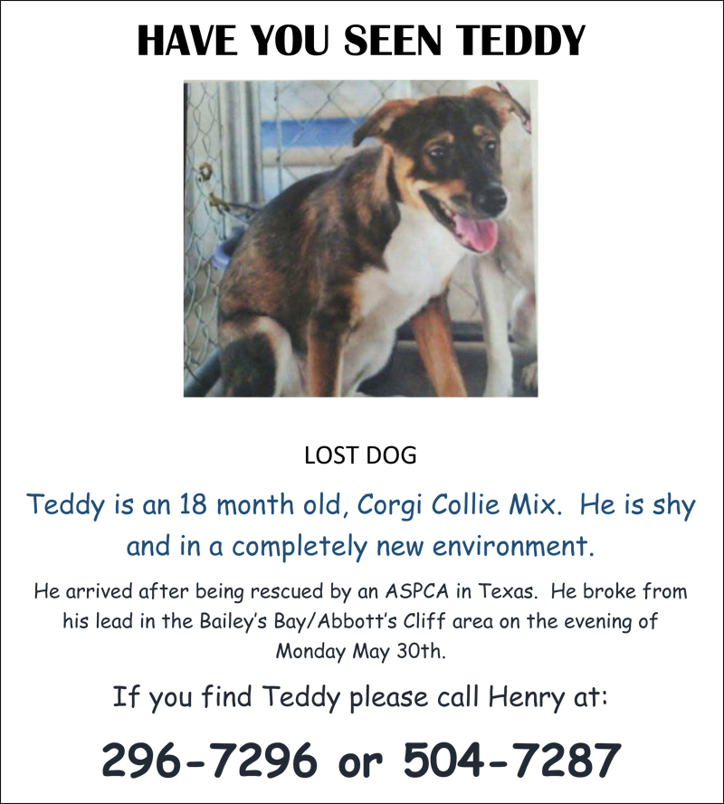 lost dog teddy