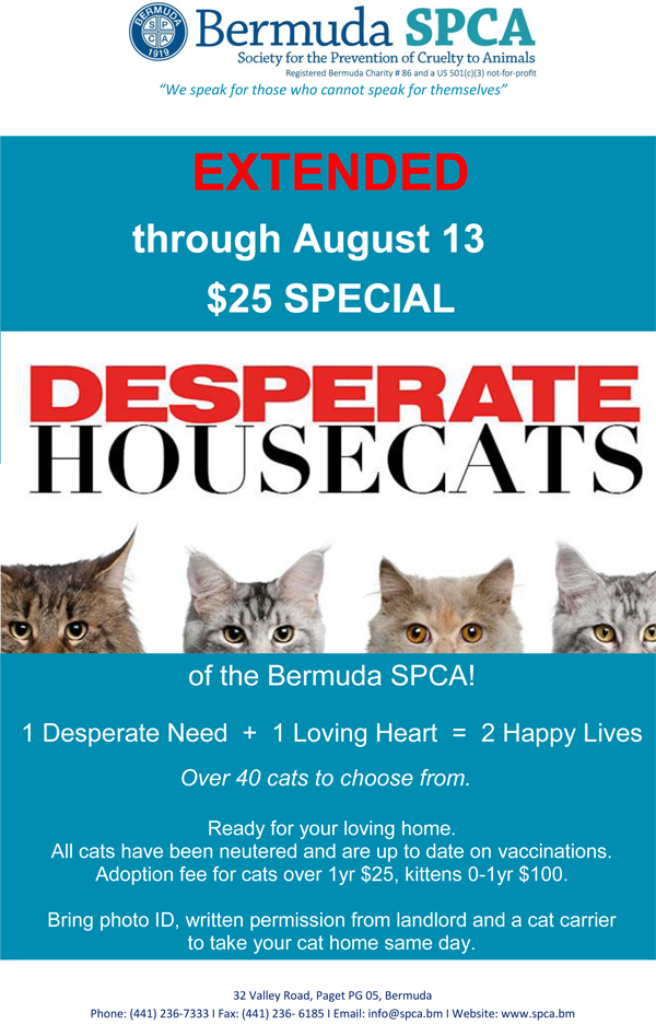 Desparate Housecats Aug 2016