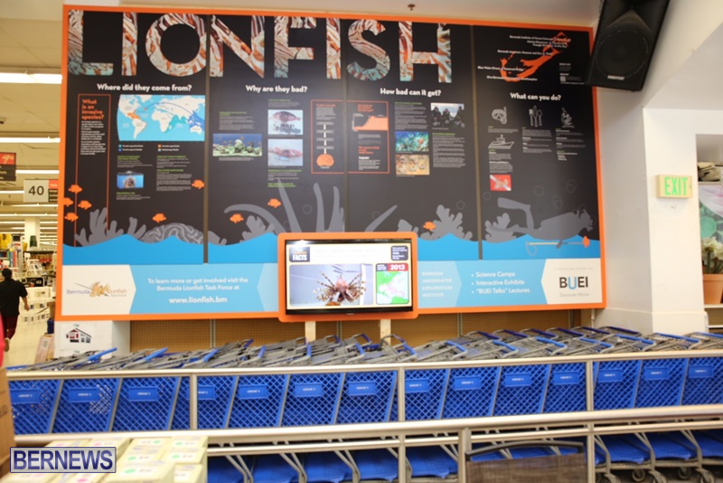 Lionfish Display at Gorhams July 14 (8)