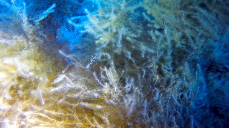 Algae on the ocean floor. Courtesy of Nekton and the XL Catlin Deep Ocean Survey (5)