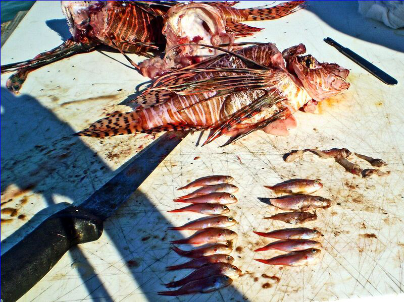 Lionfish gut contents Bermuda August 25 2016