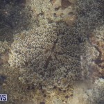 Cassiopeia Jellyfish Bermuda, September 15 2016-10