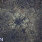 Cassiopeia Jellyfish Bermuda, September 15 2016-11