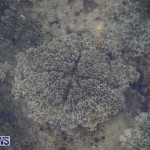 Cassiopeia Jellyfish Bermuda, September 15 2016-12