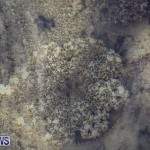 Cassiopeia Jellyfish Bermuda, September 15 2016-13