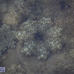 Cassiopeia Jellyfish Bermuda, September 15 2016-14