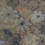 Cassiopeia Jellyfish Bermuda, September 15 2016-15