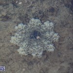 Cassiopeia Jellyfish Bermuda, September 15 2016-16