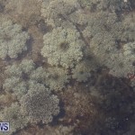 Cassiopeia Jellyfish Bermuda, September 15 2016-17