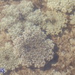 Cassiopeia Jellyfish Bermuda, September 15 2016-18