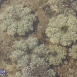 Cassiopeia Jellyfish Bermuda, September 15 2016-19