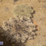Cassiopeia Jellyfish Bermuda, September 15 2016-2