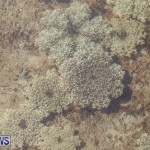 Cassiopeia Jellyfish Bermuda, September 15 2016-20