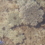 Cassiopeia Jellyfish Bermuda, September 15 2016-21