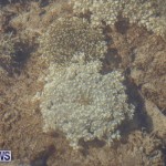 Cassiopeia Jellyfish Bermuda, September 15 2016-22