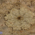 Cassiopeia Jellyfish Bermuda, September 15 2016-3