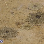 Cassiopeia Jellyfish Bermuda, September 15 2016-4