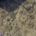 Cassiopeia Jellyfish Bermuda, September 15 2016-5
