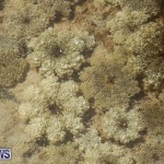 Cassiopeia Jellyfish Bermuda, September 15 2016-6