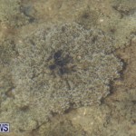 Cassiopeia Jellyfish Bermuda, September 15 2016-7
