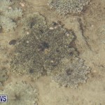 Cassiopeia Jellyfish Bermuda, September 15 2016-8