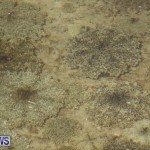 Cassiopeia Jellyfish Bermuda, September 15 2016-9