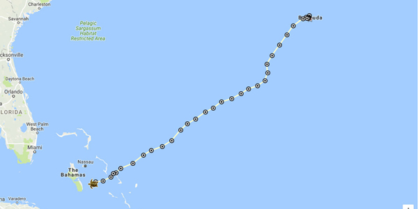 Persecute Farmer Current Turtle Tracked Traveling: Bermuda To Bahamas - Bernews