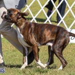 Bermuda Kennel Club Dog Show, October 23 2016-106