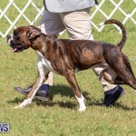 Bermuda Kennel Club Dog Show, October 23 2016-110
