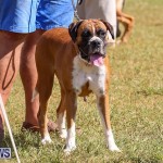 Bermuda Kennel Club Dog Show, October 23 2016-138