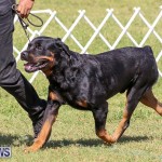 Bermuda Kennel Club Dog Show, October 23 2016-144