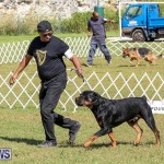 Bermuda Kennel Club Dog Show, October 23 2016-145