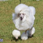 Bermuda Kennel Club Dog Show, October 23 2016-166