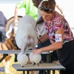 Bermuda Kennel Club Dog Show, October 23 2016-168
