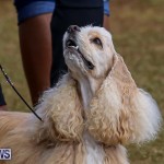 Bermuda Kennel Club Dog Show, October 23 2016-185