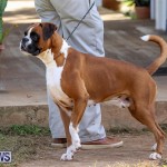 Bermuda Kennel Club Dog Show, October 23 2016-191