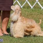 Bermuda Kennel Club Dog Show, October 23 2016-202