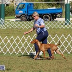 Bermuda Kennel Club Dog Show, October 23 2016-208