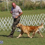 Bermuda Kennel Club Dog Show, October 23 2016-50