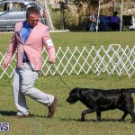Bermuda Kennel Club Dog Show, October 23 2016-59
