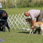 Bermuda Kennel Club Dog Show, October 23 2016-60