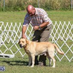Bermuda Kennel Club Dog Show, October 23 2016-67