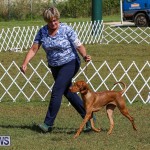 Bermuda Kennel Club Dog Show, October 23 2016-97