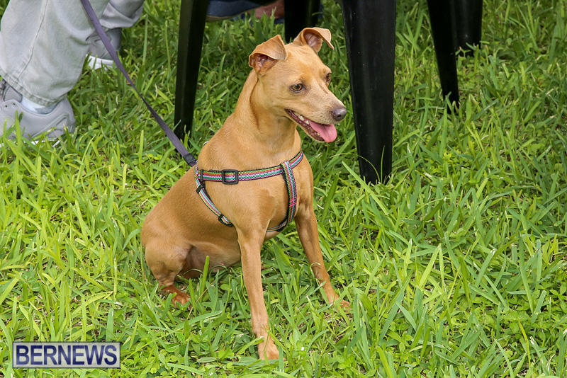 Blessing-Of-The-Animals-Bermuda-October-2-2016-10