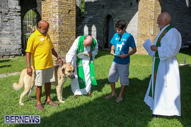 Blessing-Of-The-Animals-Bermuda-October-2-2016-39