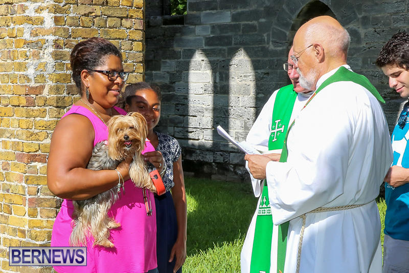 Blessing-Of-The-Animals-Bermuda-October-2-2016-49